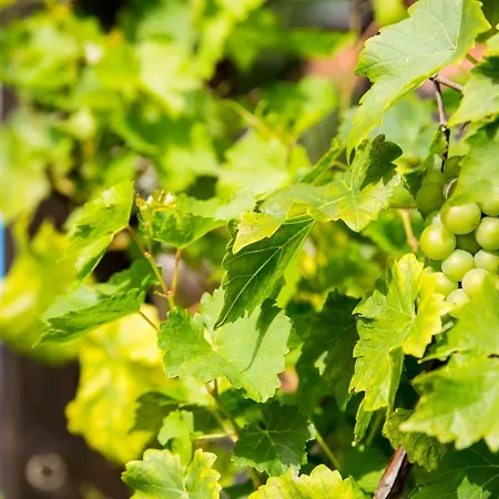 Ferienhaus-pressler-erfurt *